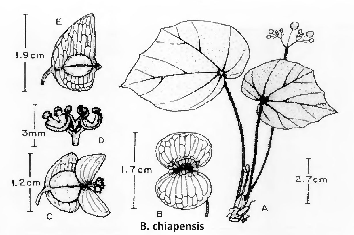B. chiapensis